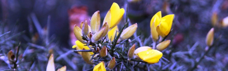 Top 5 Woods Top 5 Things To Do Norfolk Passport