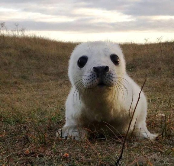 Norfolk seal spots