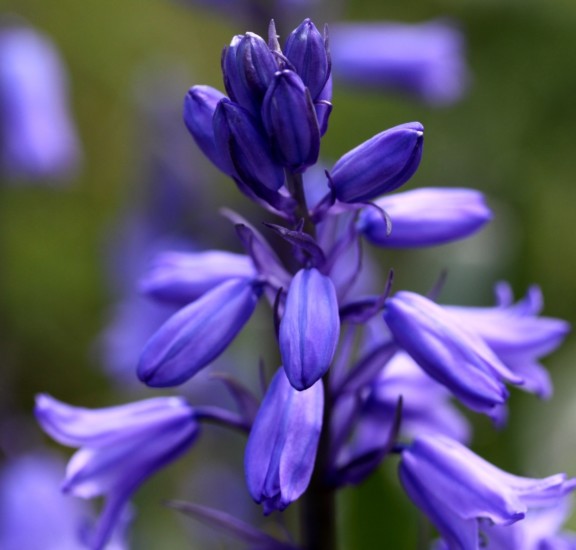 Wildflower walks